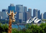 About 2.7 million tourists come to visit Australia annually: many of them visit Sydney and its suburbs. There is much to see and enjoy in the suburbs of Sydney.