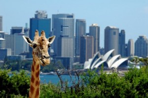 taronga-zoo-500x332