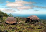 If you want to find a place that overflows with wildlife, you should visit the Galapagos Islands. The Galapagos change your vision about the world.