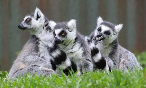 lemurs