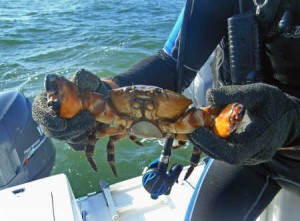 fishing-for-stone-crabs