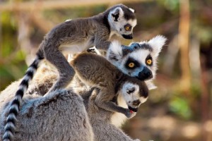 A goup of cute ring-tailed lemurs