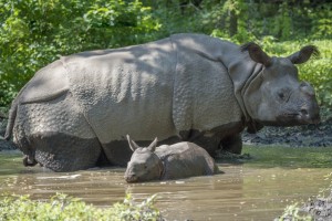 Indian-Rhino-and-baby