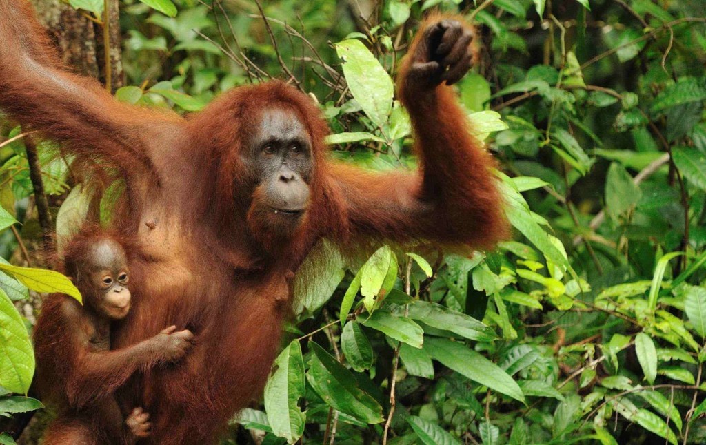 orangutans-borneo