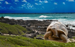 Turtle-beaches-ocean_1920x1200